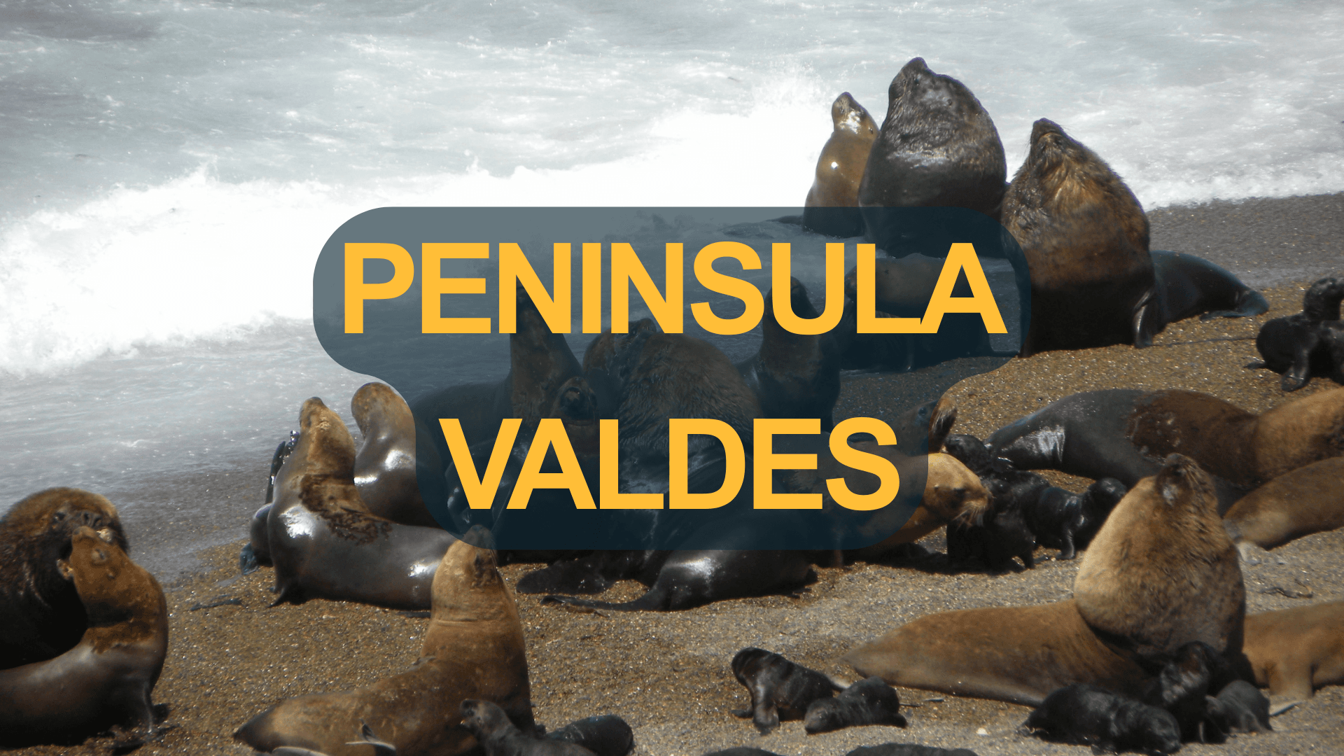 Excursión: Visita a Península Valdés + Estancia San Lorenzo desde Puerto Pirámides