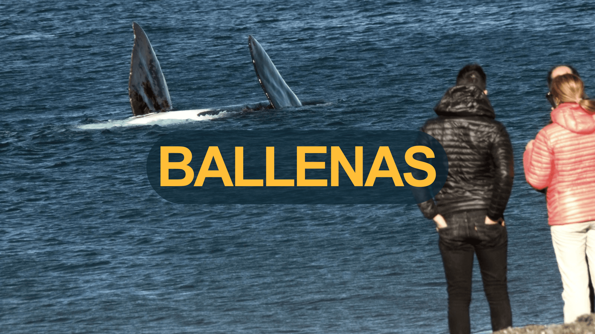 Excursión: Avistaje de Ballenas Costero en El Doradillo desde Puerto Madryn