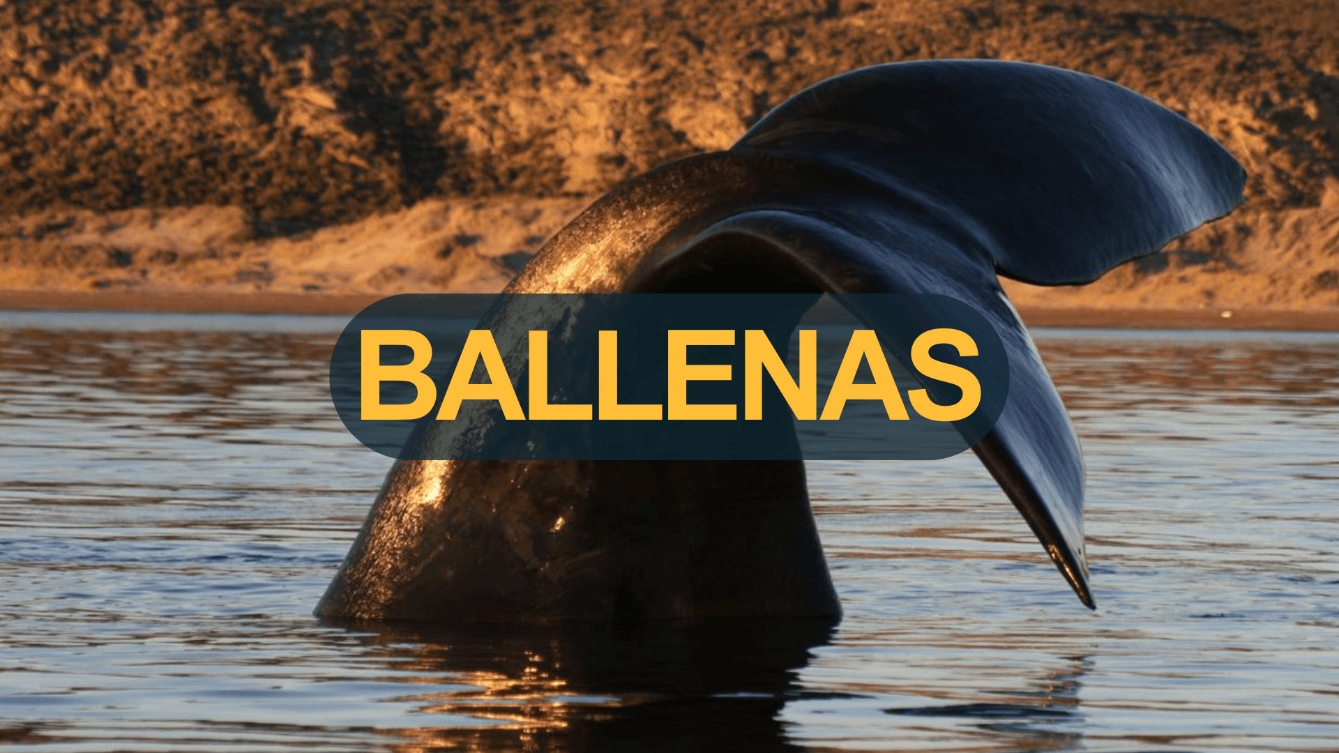 Excursión: Avistaje de Ballenas Embarcado en Puerto Pirámides